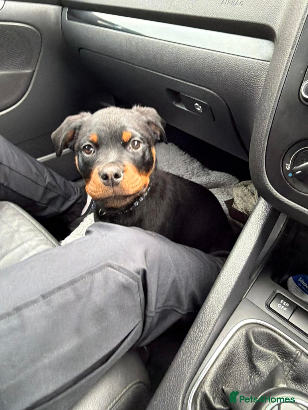 Rottweiler dogs for sale: Rottweiler puppy - Advert 8