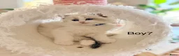 Ragdoll cats for sale: Stunning Champion bloodline TICA Ragdoll kittens - Advert 18