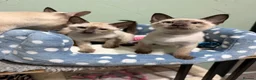 Siamese cats for sale: The Traditional Siamese Team🥰😻 - Advert 10