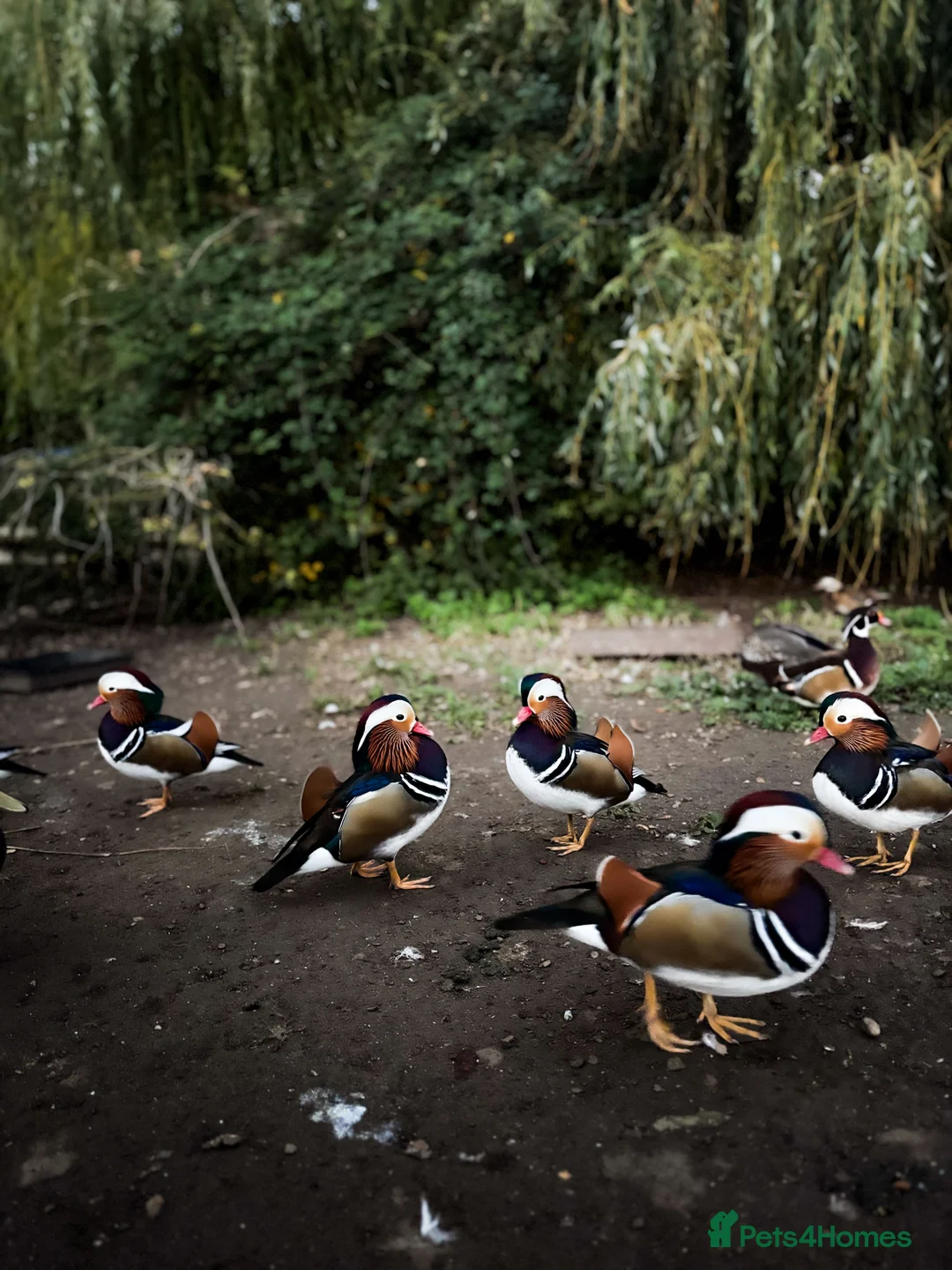 Mixed Breed birds for sale: Mandarin ducks - Advert 1