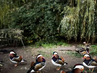 Mixed Breed birds Mandarin ducks - Advert 3