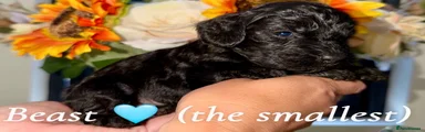 Cockapoo 3