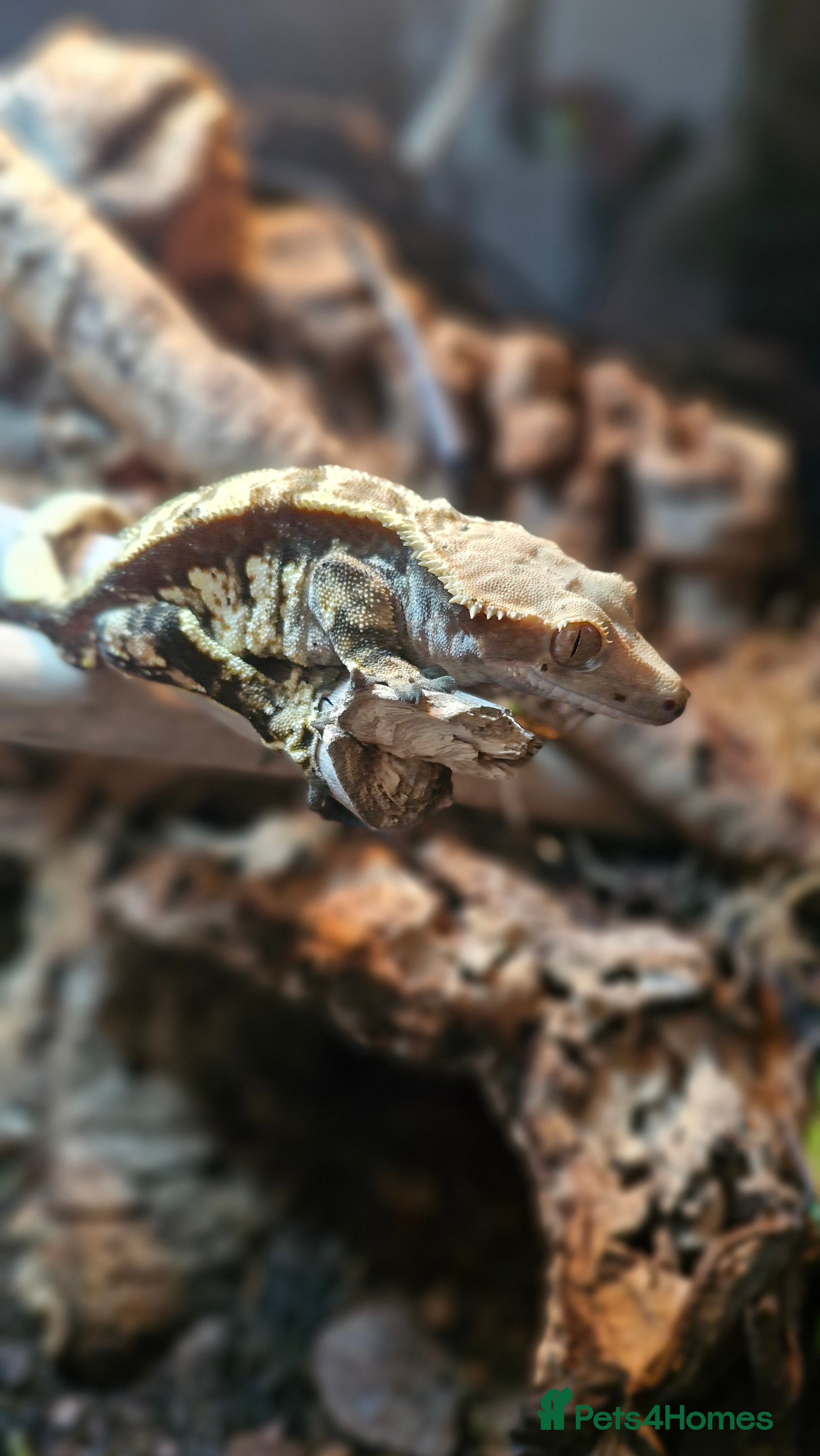 Gecko reptiles Crested Gecko for sale - Advert 1