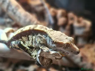 Gecko reptiles Crested Gecko for sale - Advert 1