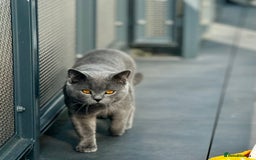British Shorthair cats for sale: Adorable British Shorthair Kittens — READY TO GO! - Advert 21
