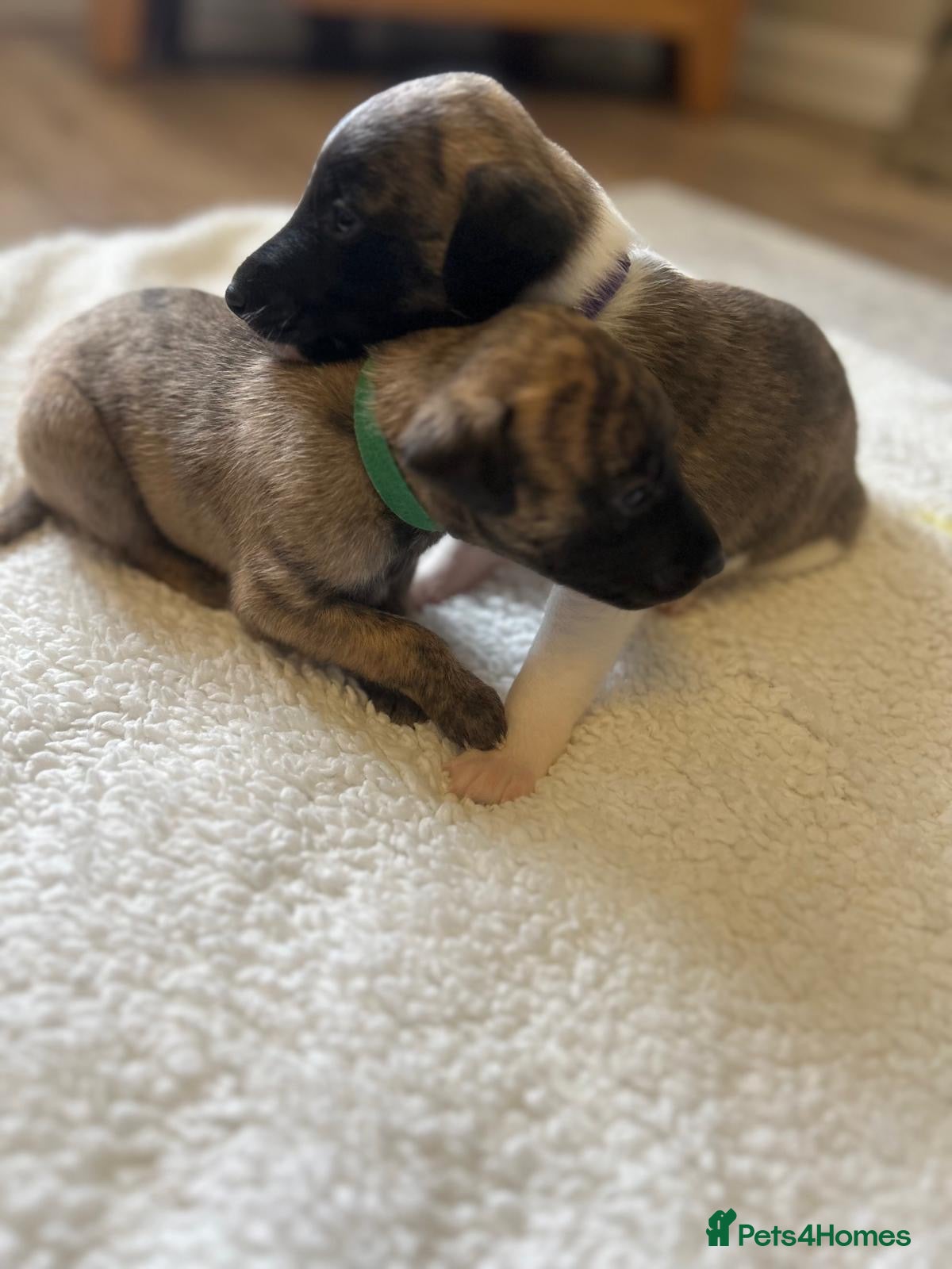 Whippet dogs Stunning pedigree whippet puppies  - Advert 2