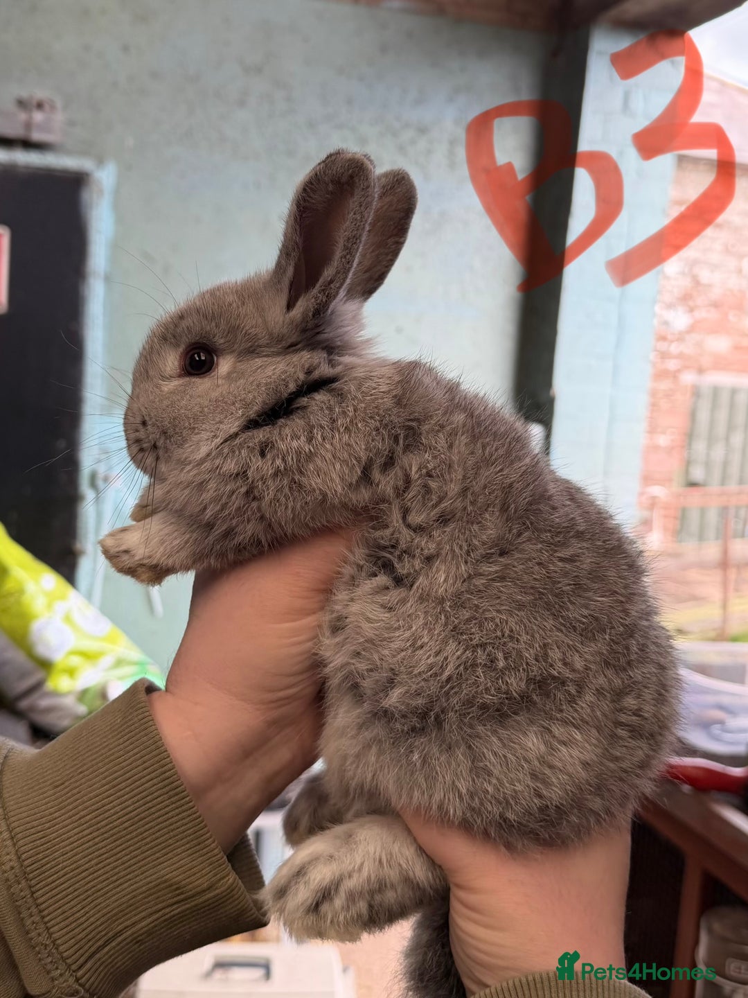 Mixed Breed rabbits for sale: Lop plush baby rabbits 3x girls 2x boys in Penrith - Advert 5
