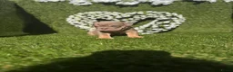 English Bulldog dogs for sale: Gorgeous KC English Bulldog Puppies - Advert 16