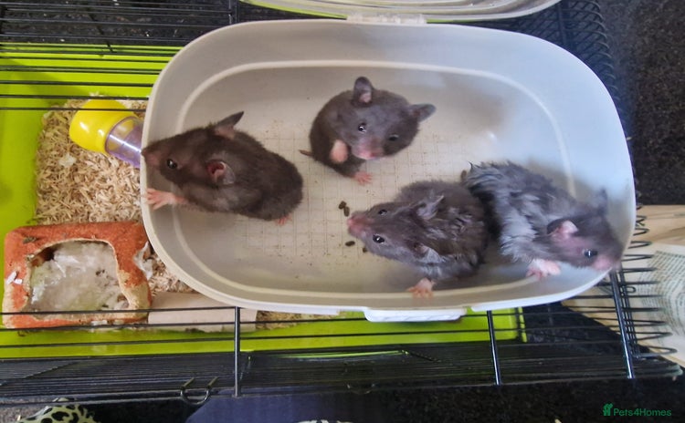 Hamster rodents - Advert 14