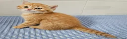 Scottish Fold cats for sale: Adorable Scottish Fold Straight Ear Tabby Kittens  - Advert 4