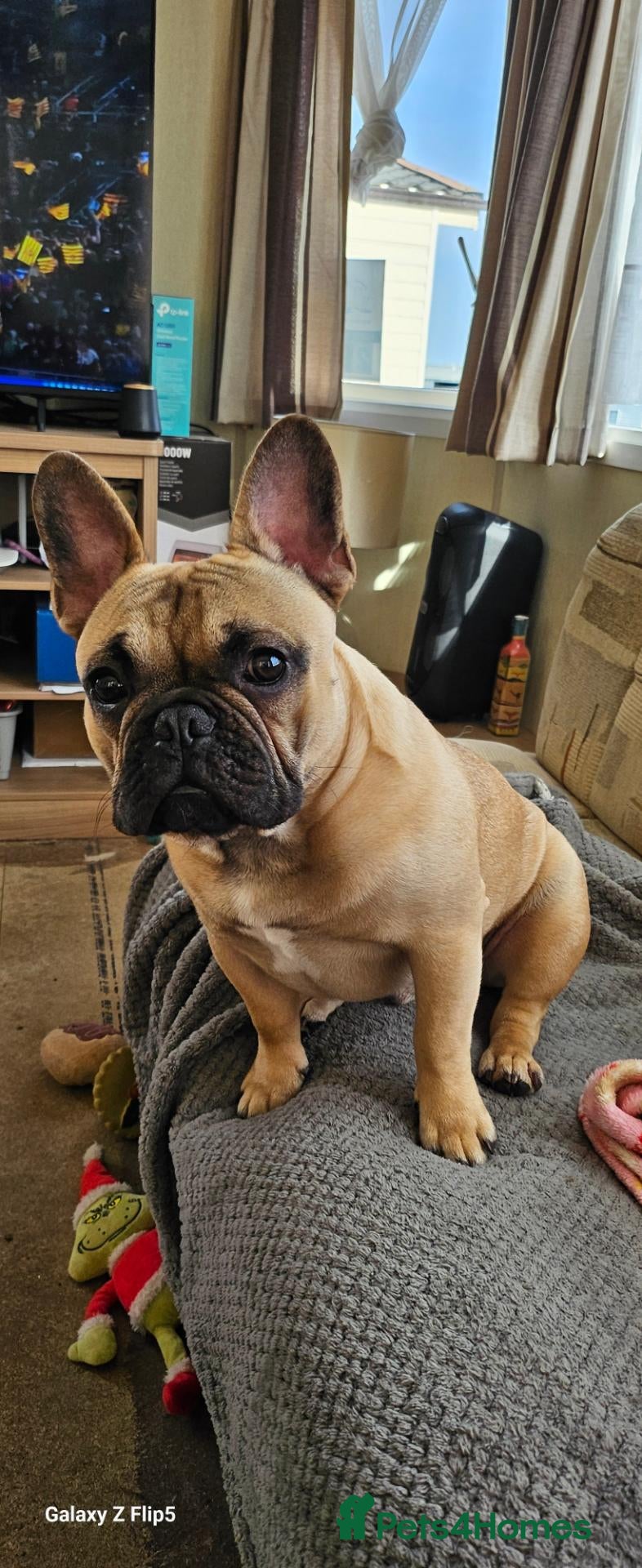 French Bulldog dogs 🐕🐕 RONNIE FOR STUD 🐶🐶  - Advert 16
