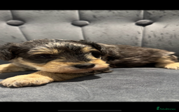 Mixed Breed dogs for sale: Very rare Schnoodle puppies  - Image 9