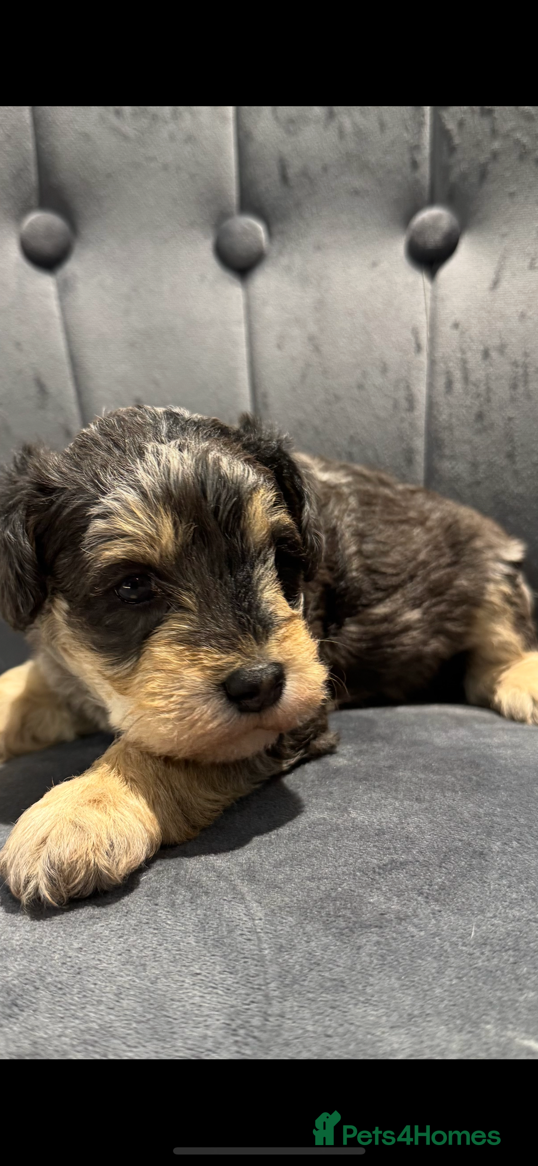 Mixed Breed dogs for sale: Very rare Schnoodle puppies  - Image 9