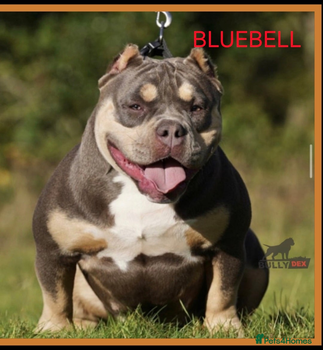 American Bully dogs for sale: ABKC POCKET BULLY LILAC TRI 2PAC DAUGHTER 🤠 LINES - Advert 9