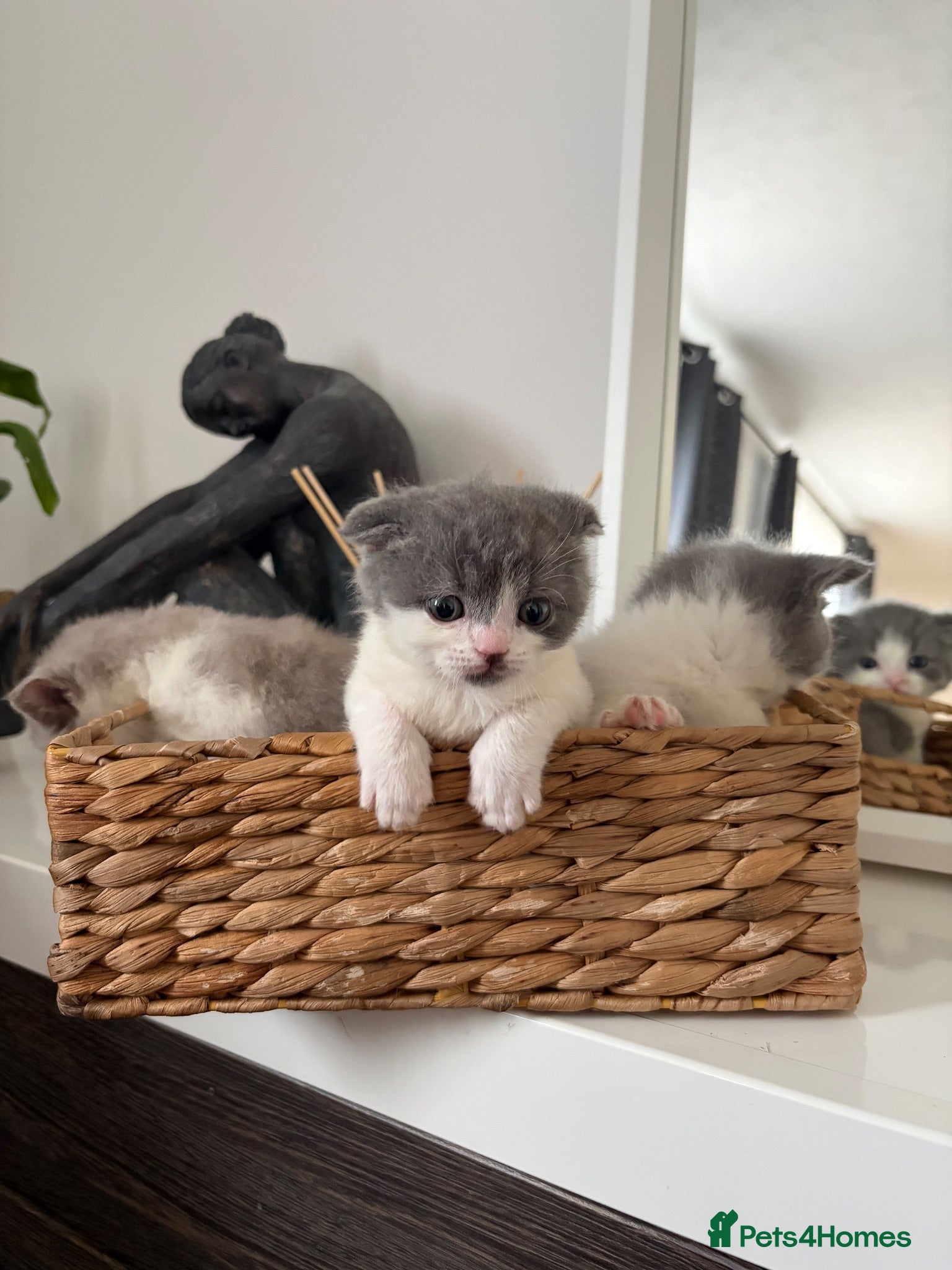 British Shorthair cats British shorthair cross (Scottish fold)  - Advert 1