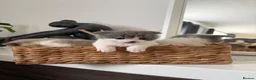 British Shorthair cats for sale: British shorthair cross (Scottish fold)  - Advert 13