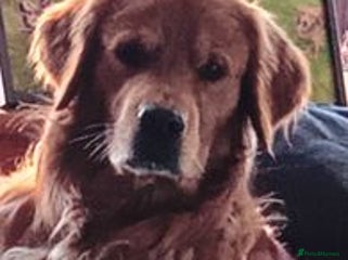 Golden Retriever dogs in Glenrothes - Advert 22