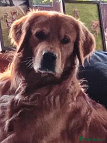 Golden Retriever dogs in Glenrothes - Advert 1