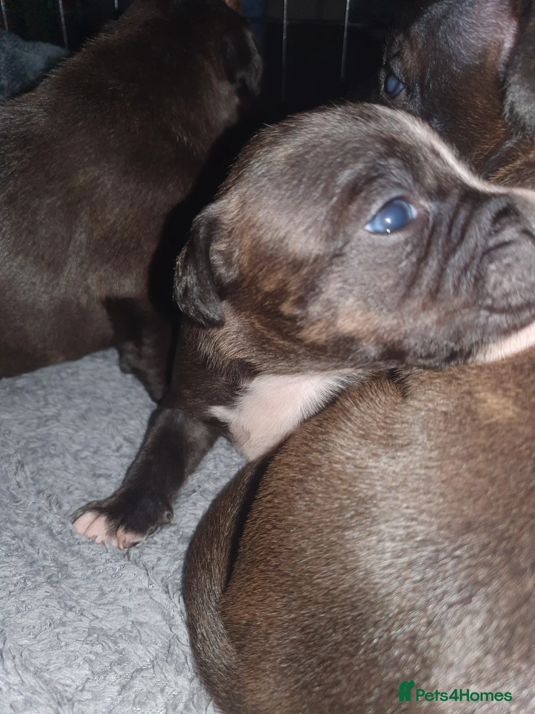 Staffordshire Bull Terrier dogs for sale: **LAST ONE **ready 3rd April 2026! - Advert 14