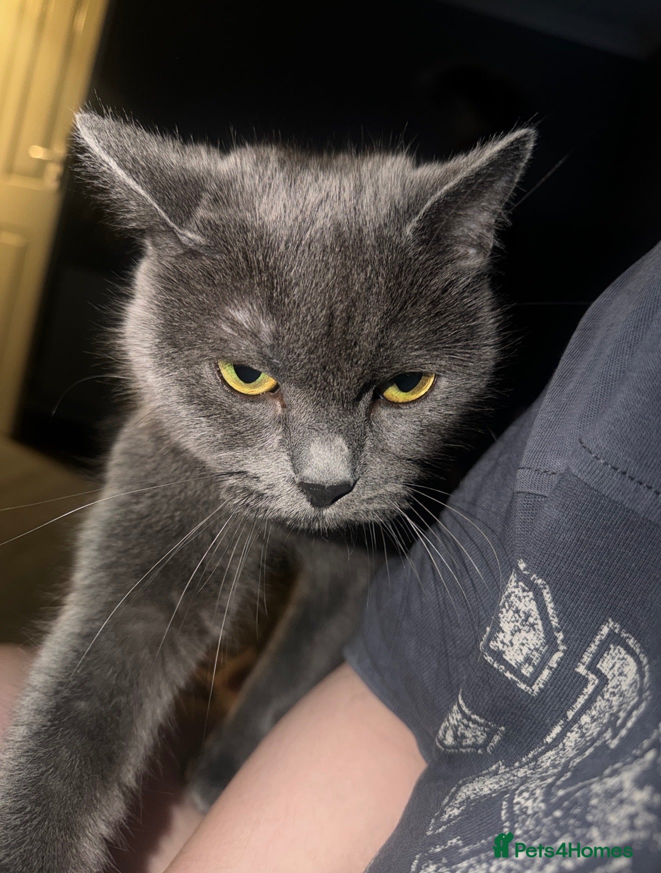 British Shorthair cats Beautiful Leia looking for her forever home! - Advert 3