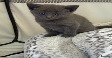 Mixed Breed cats - Advert 15