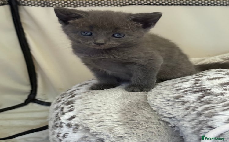 Mixed Breed cats - Advert 3