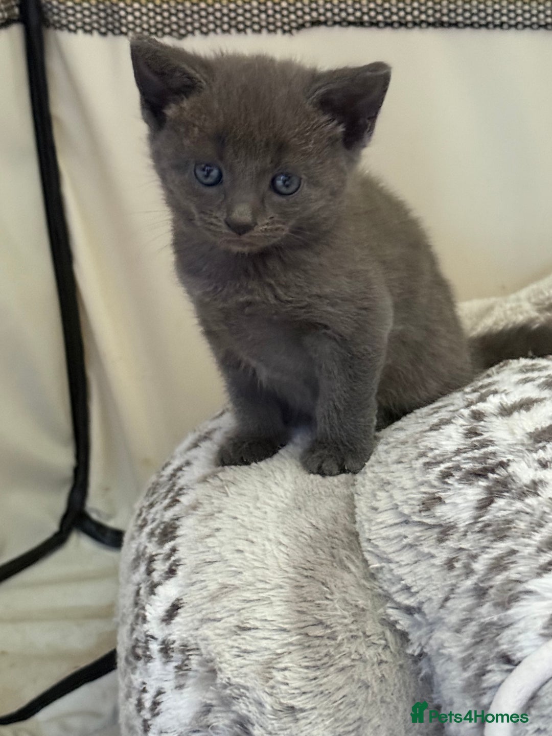 Mixed Breed cats for sale: Beautiful litter of kittens. - Image 2