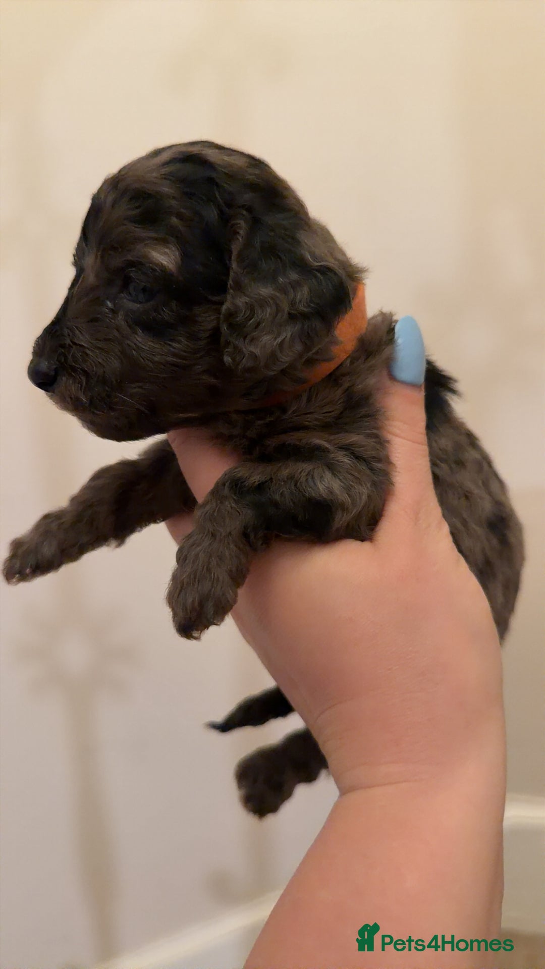 Mixed Breed dogs for sale: Miniature Doxiepoos  - Advert 6