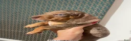 Dachshund dogs for sale: Daucshaund Puppies  - Advert 14