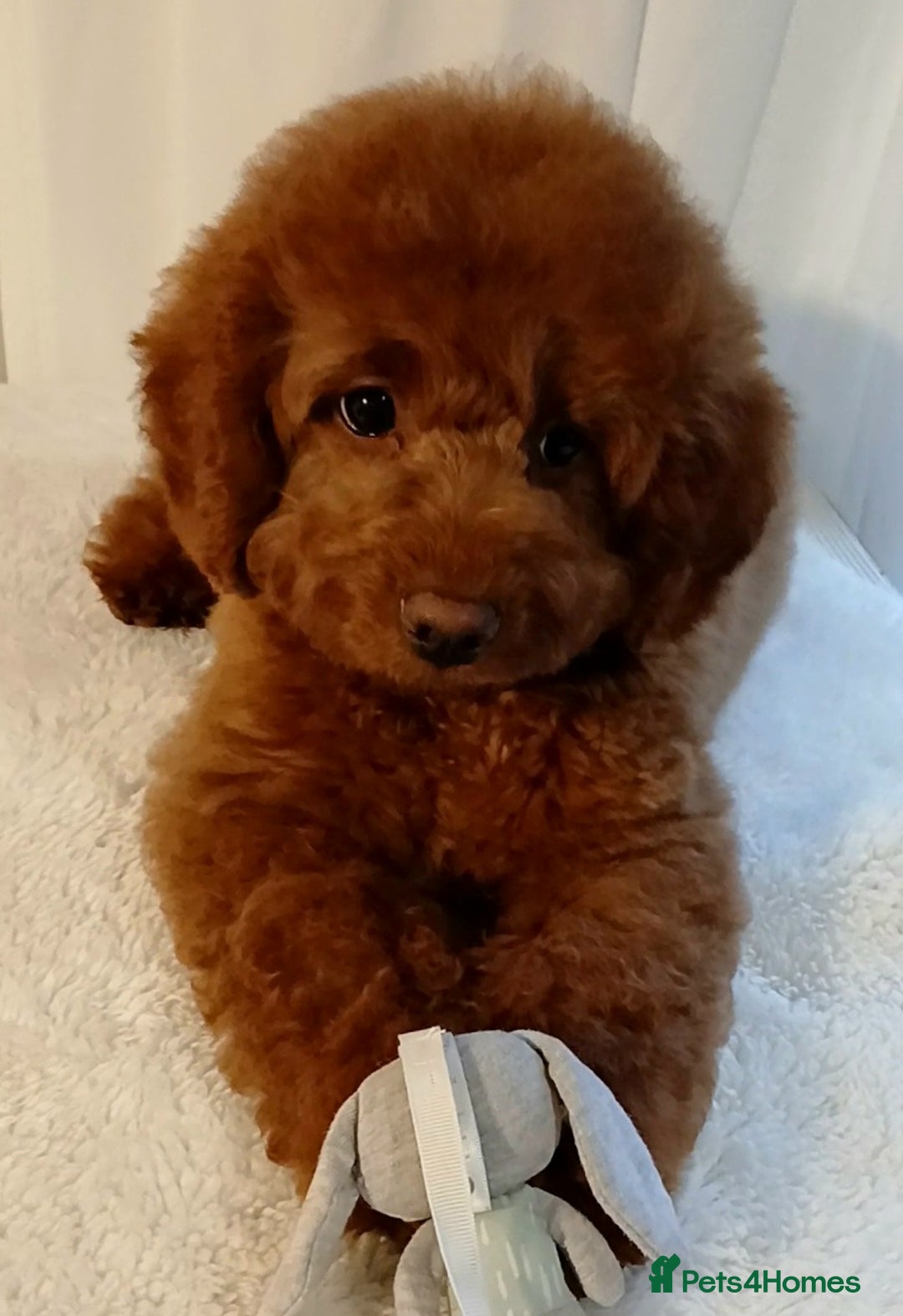 Cavapoo dogs for sale: Exquisite Red Cavapoo Boy Puppy  - Advert 8