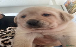 Labrador Retriever dogs for sale: LABRADOR PUPPIES  - Image 1
