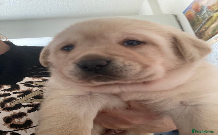 Labrador Retriever dogs - Advert 11