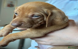 Hungarian Vizsla dogs for sale: Amazing Hungarian vizsla puppies - Image 29