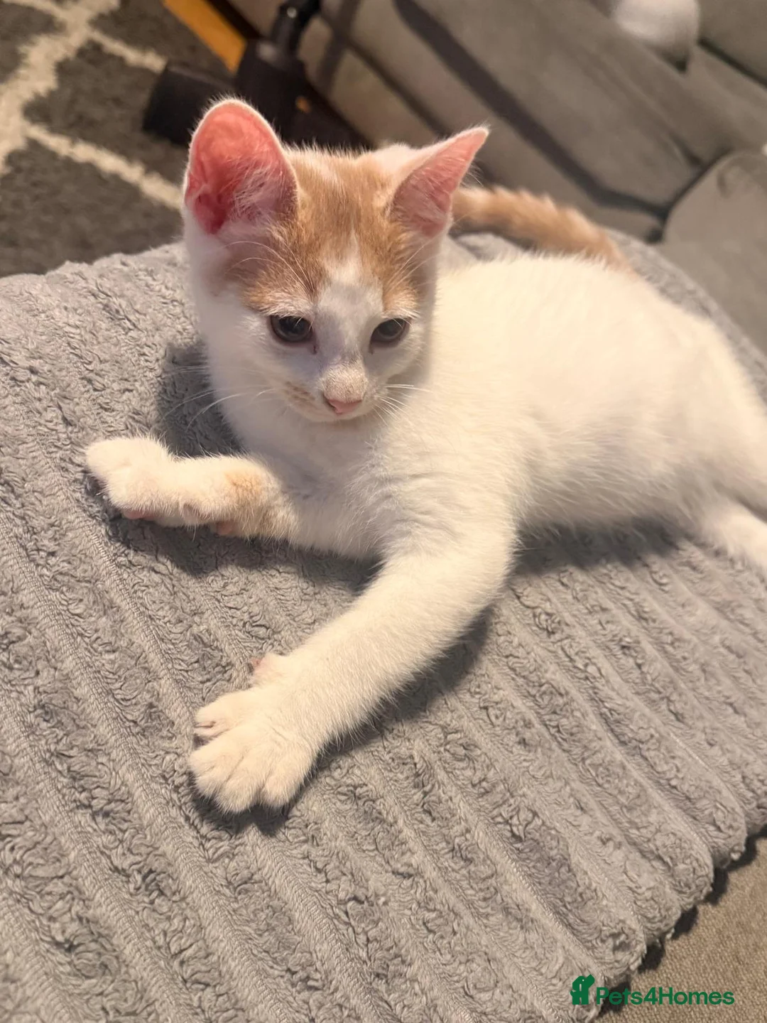 Mixed Breed cats for sale: 3 ginger kittens left mixed breed with ragdoll  in Rochdale - Advert 9