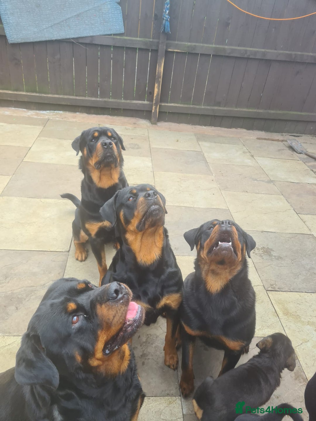 Rottweiler dogs for sale: Rotty pupps for sale 13 ( 6 girl 6 boy) left - Advert 16