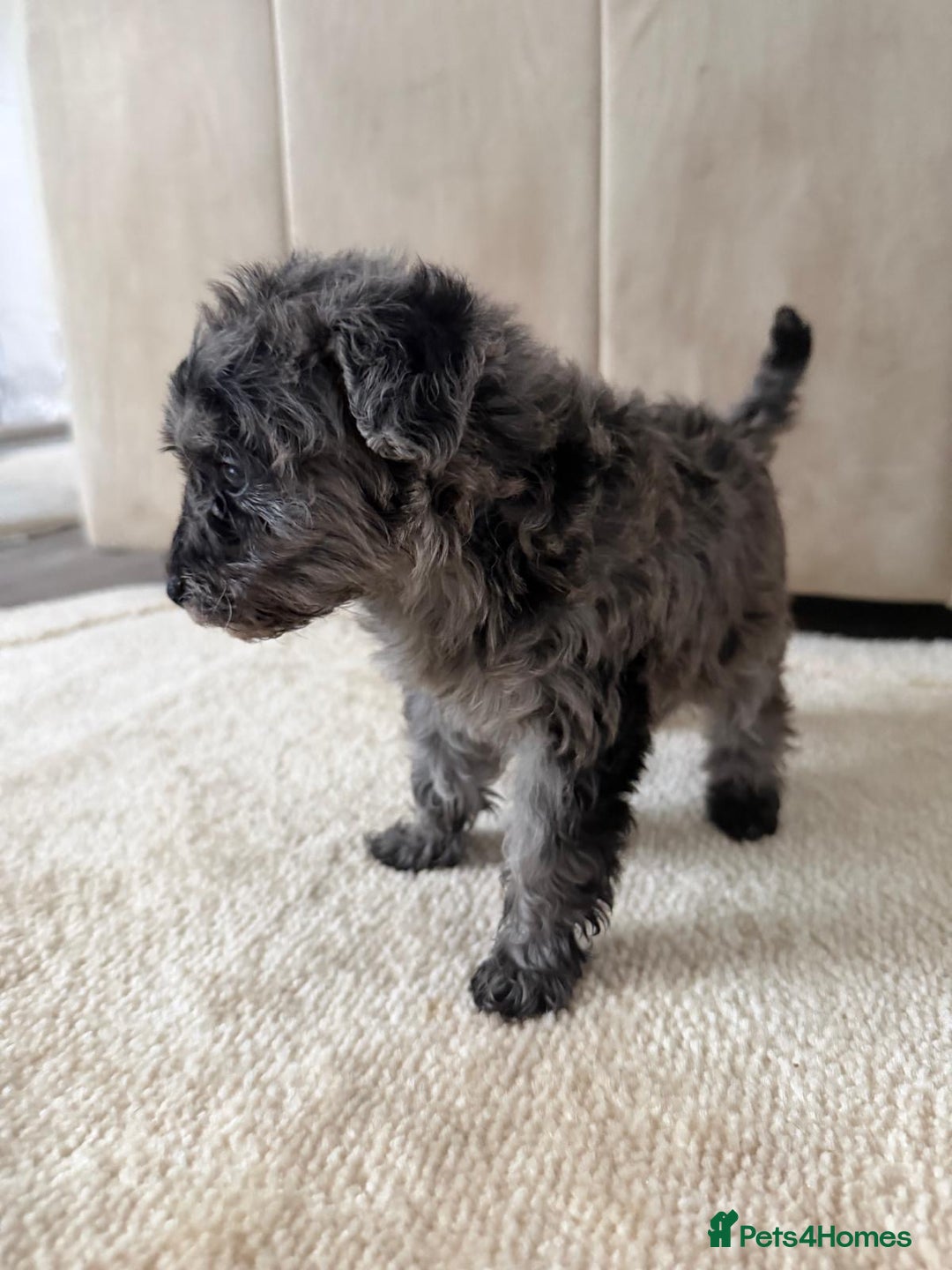 Mixed Breed dogs for sale: Schnoodle puppies for sale  - Advert 26