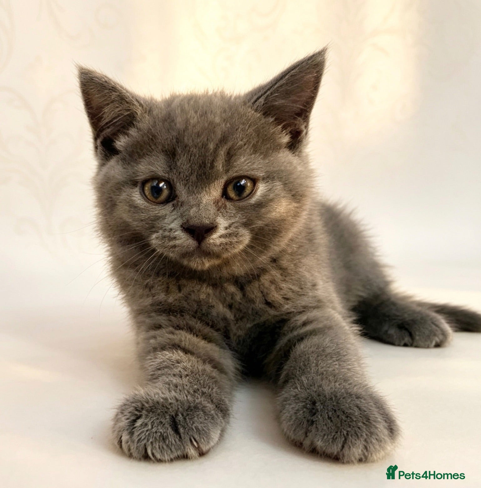 British Shorthair cats British Shorthair Kittens health tested  - Advert 18