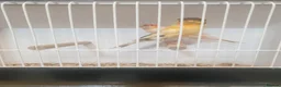 Mixed Breed birds for sale:  canary and linnet - Advert 6