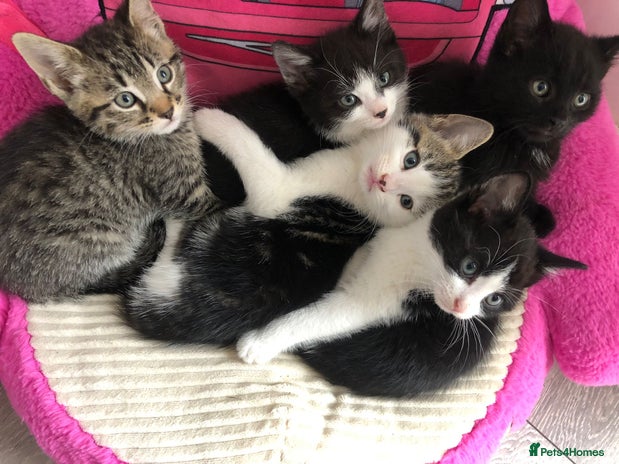 Mixed Breed cats - Advert 26