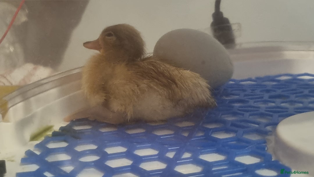 Ducks poultry for sale: Call duck hatching eggs. - Image 4