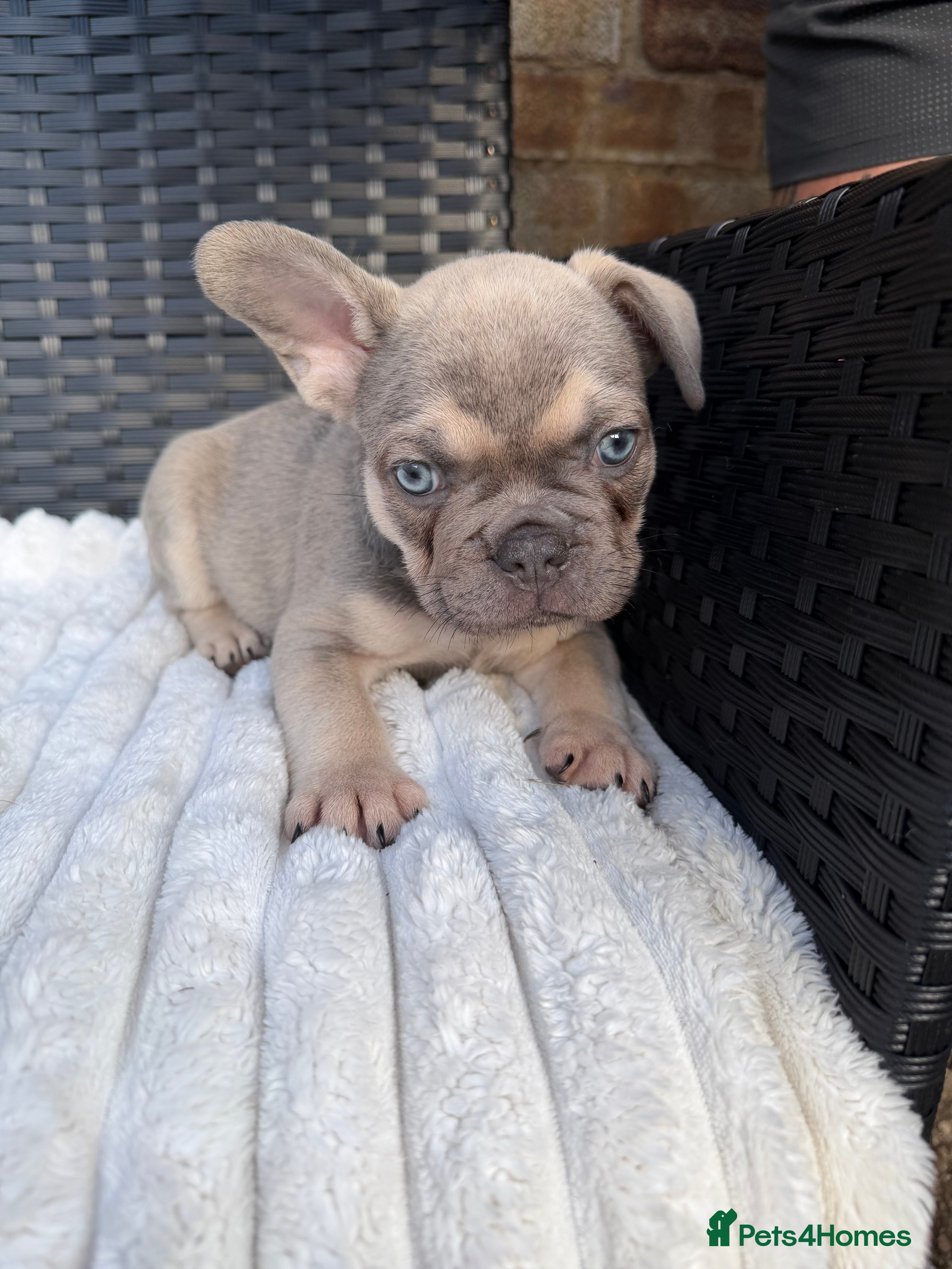 French Bulldog dogs 🐾 Ready to Leave - French Bulldog Puppies 🐾 - Advert 15