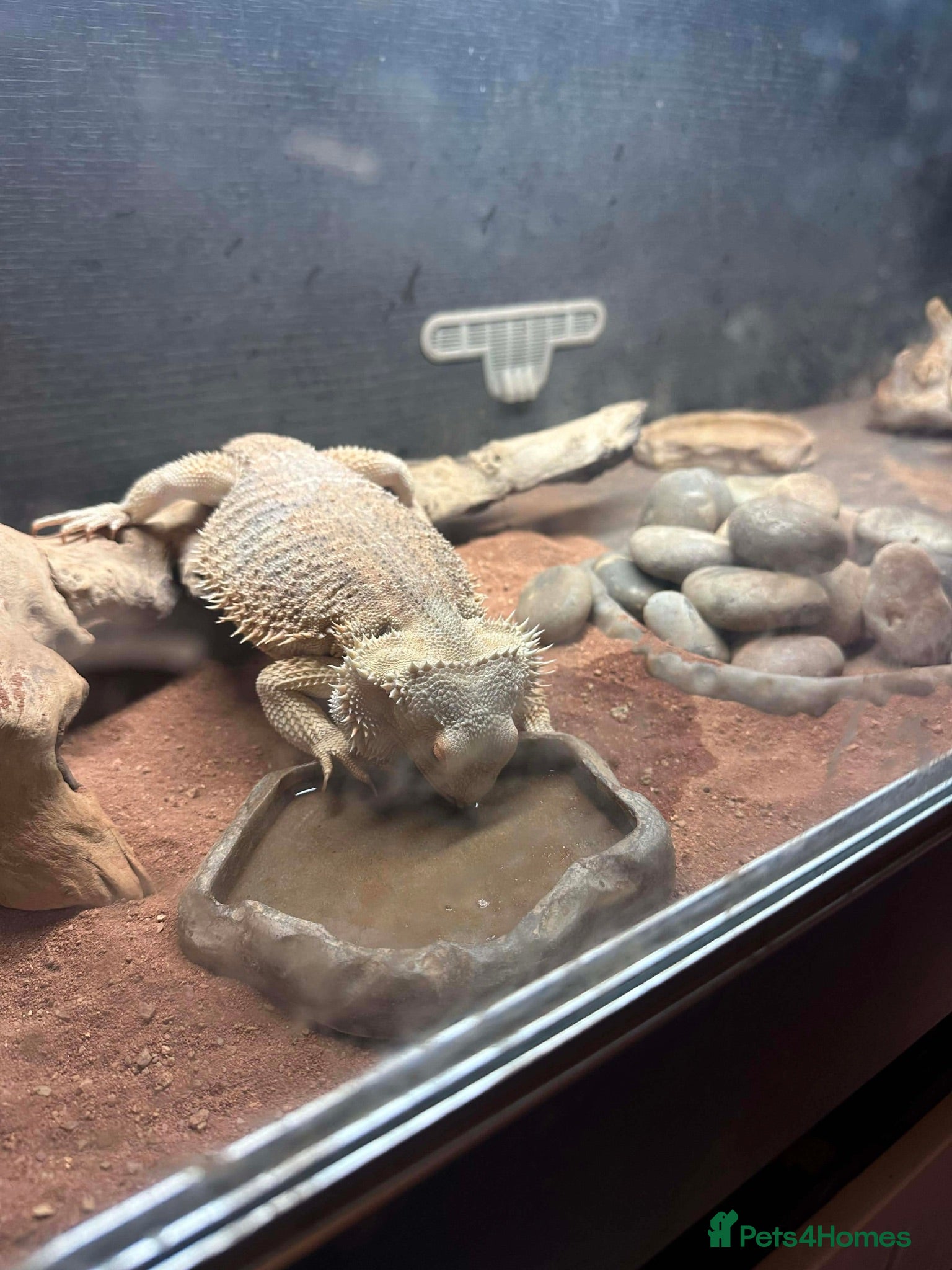 Bearded Dragon reptiles Bearded dragon  - Advert 1