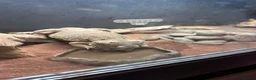 Bearded Dragon reptiles for sale: Bearded dragon  in Dartford - Advert 1