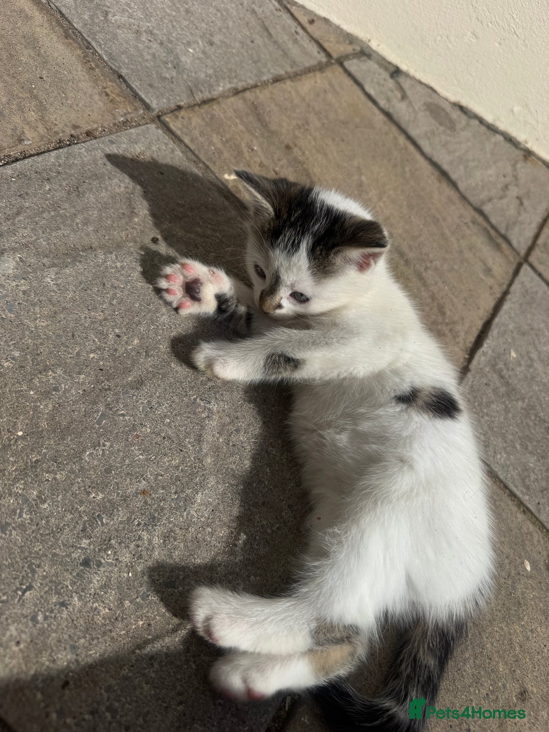 Turkish Angora cats for sale: half turkish angors  - Image 18