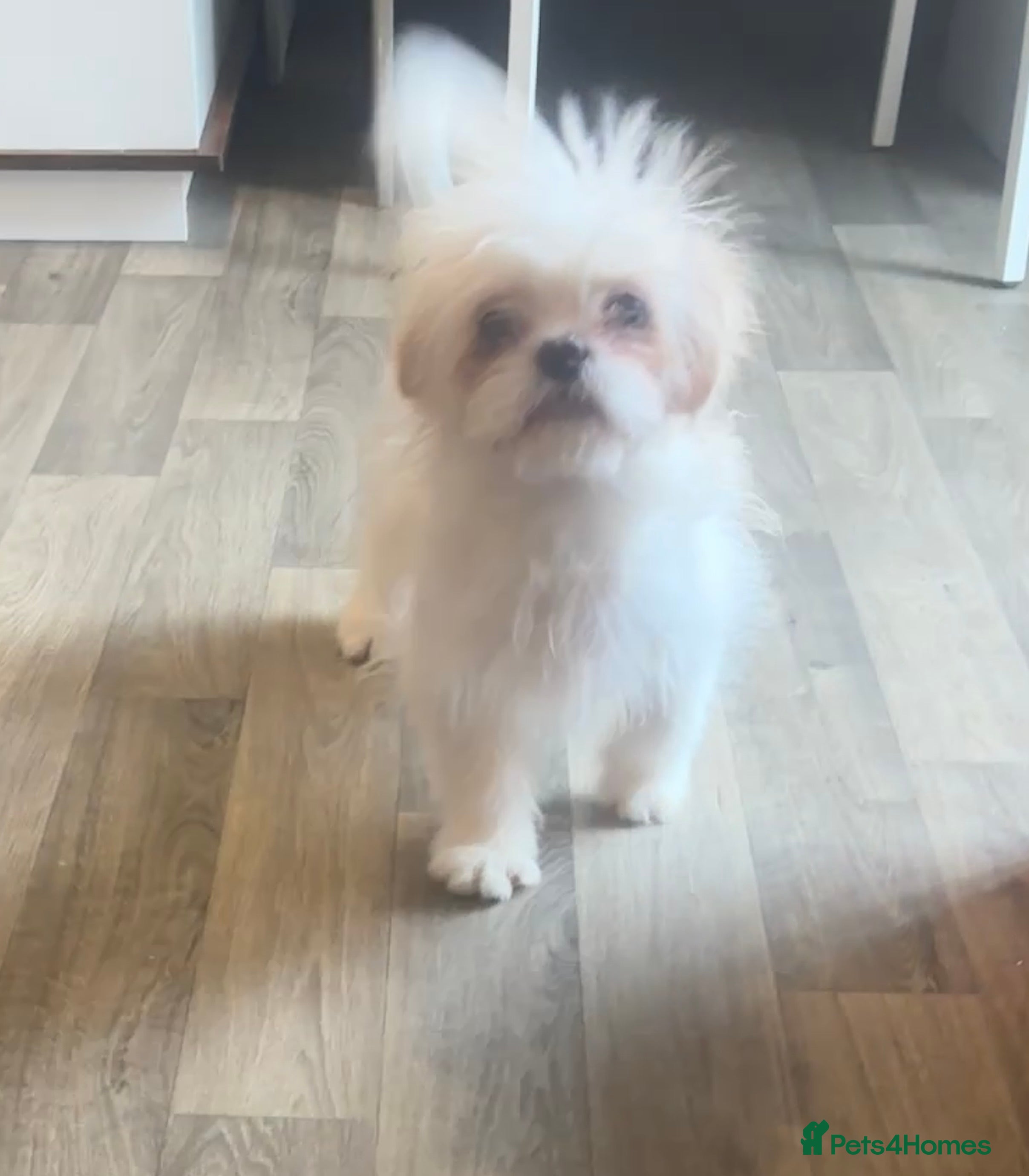 Shih Tzu dogs Lovely Shih Tzu x pug girl - Advert 2