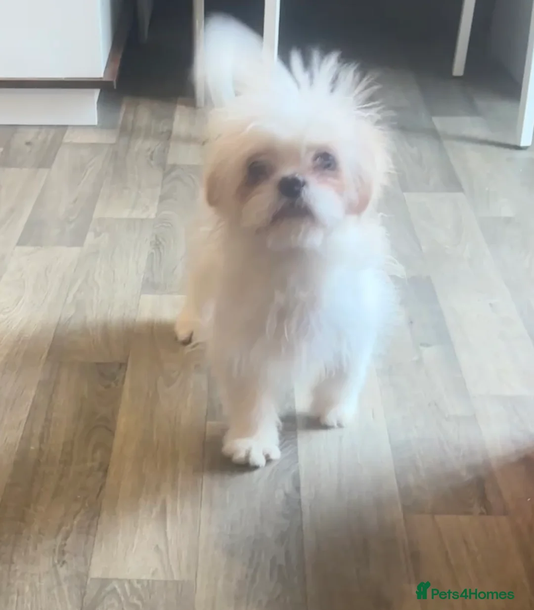 Shih Tzu dogs for sale: Lovely Shih Tzu x pug girl - Advert 1