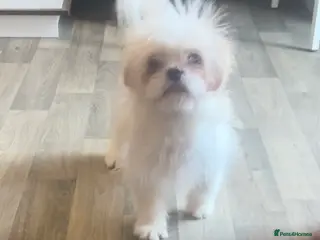 Shih Tzu dogs Lovely Shih Tzu x pug girl - Advert 2