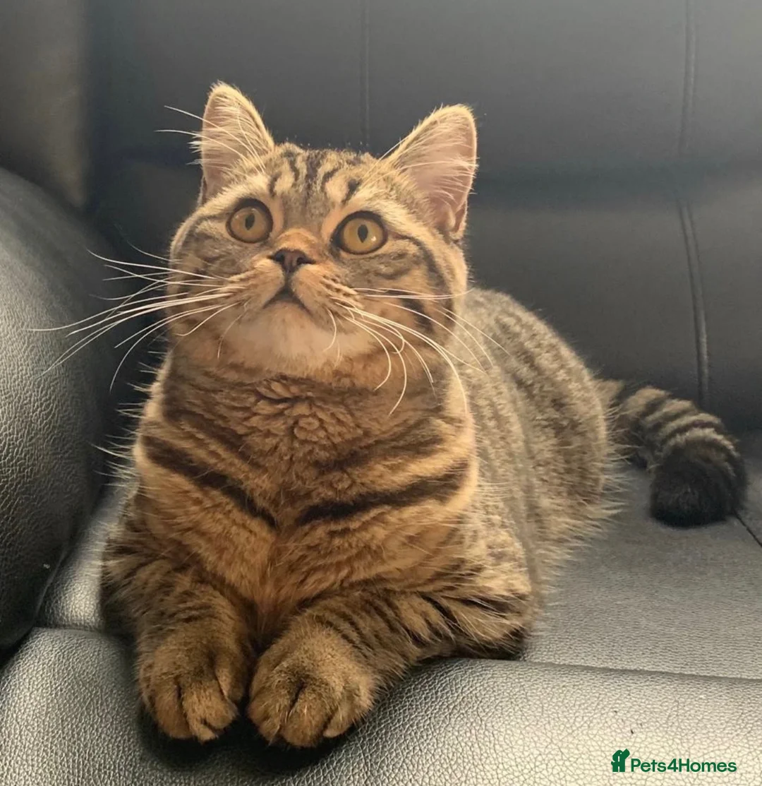 British Shorthair cats for sale: British shorthair chocolate girl - Advert 3