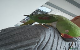 Parrots birds for sale: Alexandrian - Image 2