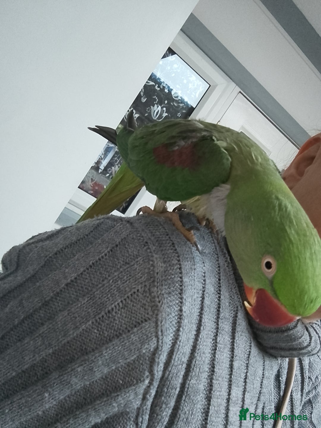 Parrots birds for sale: Alexandrian - Image 2